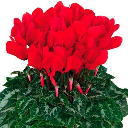  Ciclamen 100 Semillas Cyclamen persicum Halios Scarlet Brigh, Flor, Maceta, Ball Seed 114.40678 Ciclamen 100 Semillas Cyclamen 