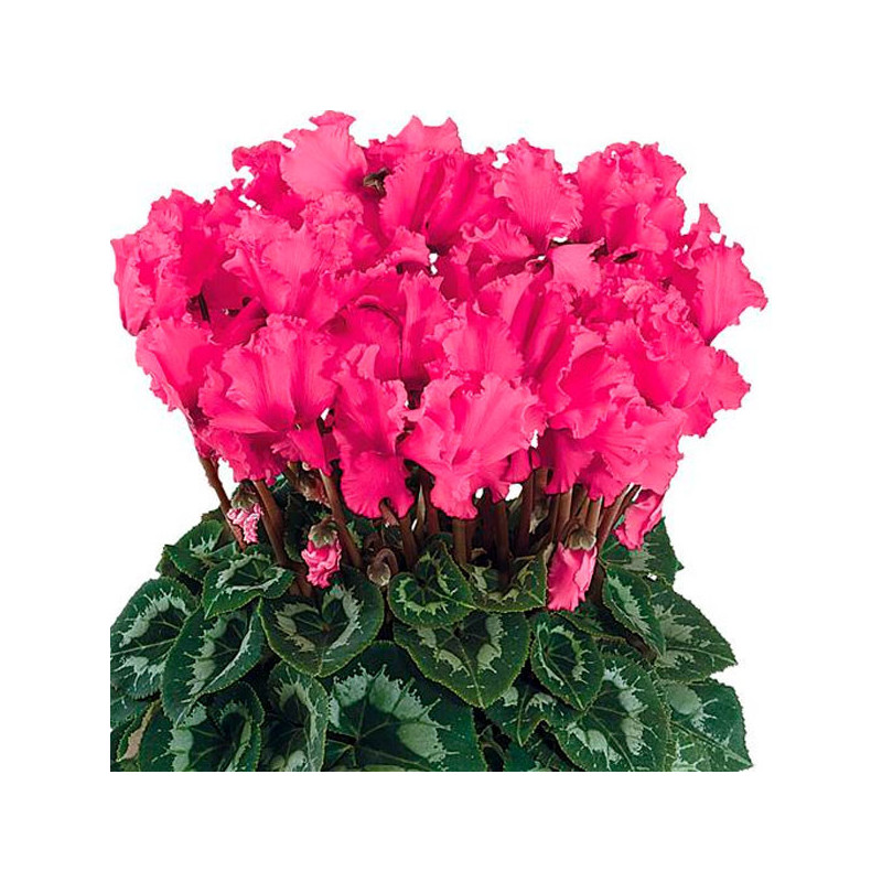  Ciclamen 100 Semillas Cyclamen persicum Halios Select Curly India Rose, Flor, Maceta, Ball Seed 114.40678 Ciclamen 100 Semillas