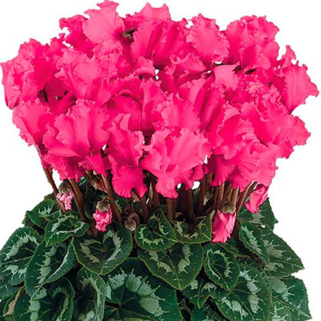  Ciclamen 100 Semillas Cyclamen persicum Halios Select Curly India Rose, Flor, Maceta, Ball Seed 114.40678 Ciclamen 100 Semillas