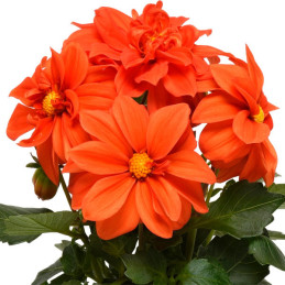  Dalia 1000 Semillas Dahlia x hybrida Figaro Orange, Flor, Panamerican Ball Seed 114.40678 Dalia 1000 Semillas Dahlia x hybrida 