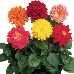  Dalia 1000 Semillas Dalhia spp. Fresco Mix, Flor, Syngenta 114.40678 Dalia 1000 Semillas Dalhia spp. Fresco Mix, Flor, Syngenta