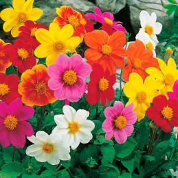  Dalia 5gr Semillas Dalhia spp. Piccolo Single Mix, Flor, Graines Voltz 59.322034 Dalia 5gr Semillas Dalhia spp. Piccolo Single 