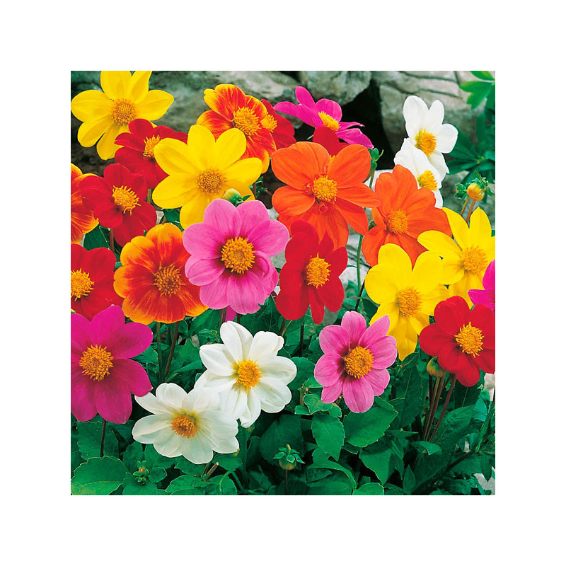  Dalia 5gr Semillas Dalhia spp. Piccolo Single Mix, Flor, Graines Voltz 59.322034 Dalia 5gr Semillas Dalhia spp. Piccolo Single 