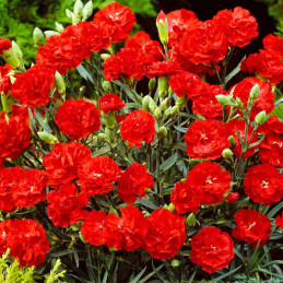  Clavel 100 Semillas Dianthus caryophyllus Carnation Can Can Scarlet, Flor, Maceta, Sakata Ball Seed 103.389831 Clavel 100 Semil