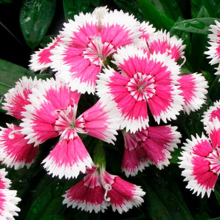  Clavel 1000 Semillas Dianthus chinensis Floral Lace Picotee PLT, Flor, Maceta, Panamerican Ball Seed 160.169492 Clavel 1000 Sem
