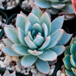  Sedum 1000 Semillas Echeveria Peacockii Orange, Suculenta, Maceta, Benary 108.474576 Sedum 1000 Semillas Echeveria Peacockii Or