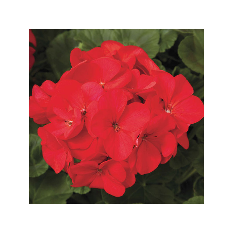  Geranio 1000 Semillas Pelargonium x hortorum Maverick Red, Flor, Maceta, Syngenta 423.728814 Geranio 1000 Semillas Pelargonium 