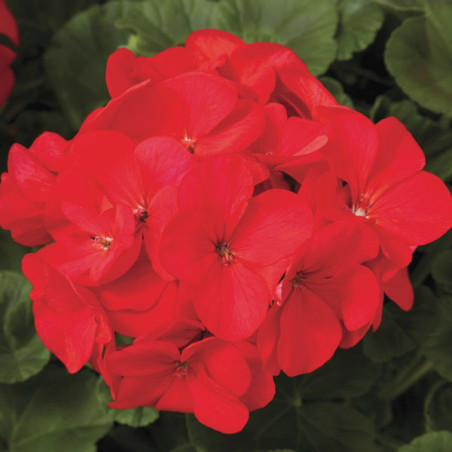  Geranio 1000 Semillas Pelargonium x hortorum Maverick Red, Flor, Maceta, Syngenta 423.728814 Geranio 1000 Semillas Pelargonium 