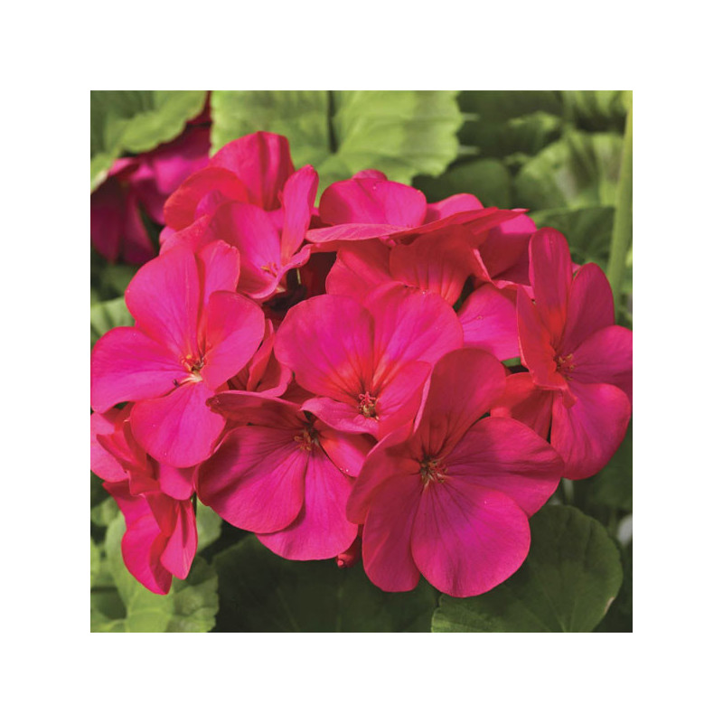  Geranio 1000 Semillas Pelargonium x hortorum Maverick Violet, Flor, Maceta, Syngenta 423.728814 Geranio 1000 Semillas Pelargoni