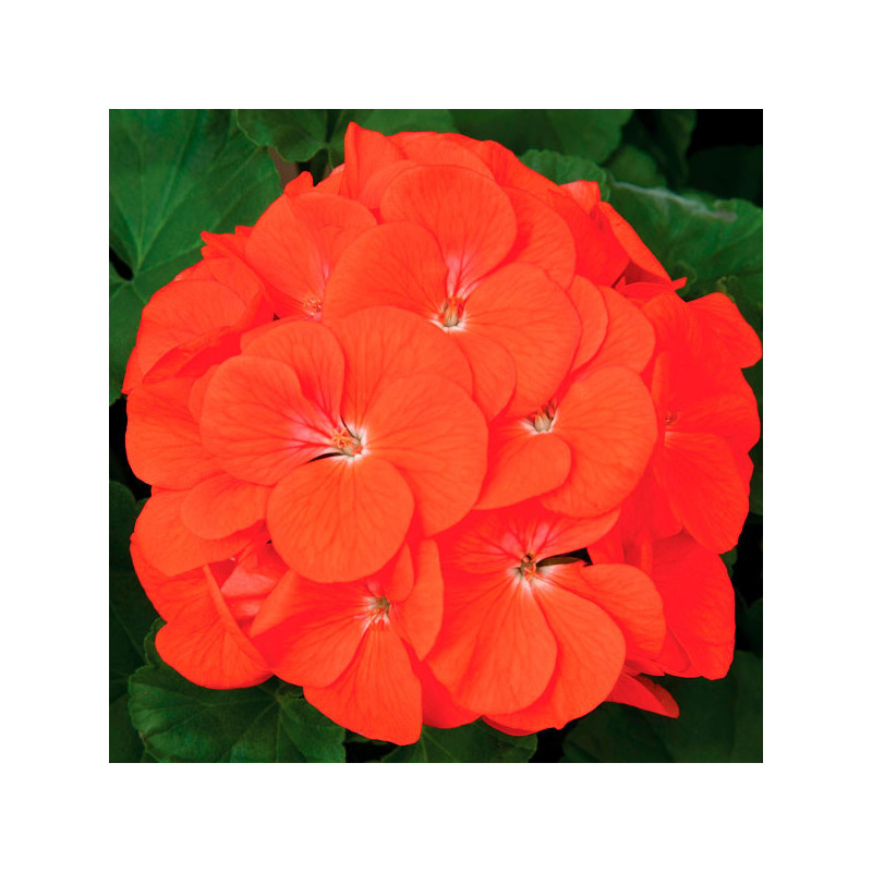  Geranio 100 Semillas Pelargonium x hortorum Maverick Orange, Flor, Maceta, Syngenta Ball Seed 56.779661 Geranio 100 Semillas Pe