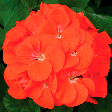  Geranio 100 Semillas Pelargonium x hortorum Maverick Orange, Flor, Maceta, Syngenta Ball Seed 56.779661 Geranio 100 Semillas Pe