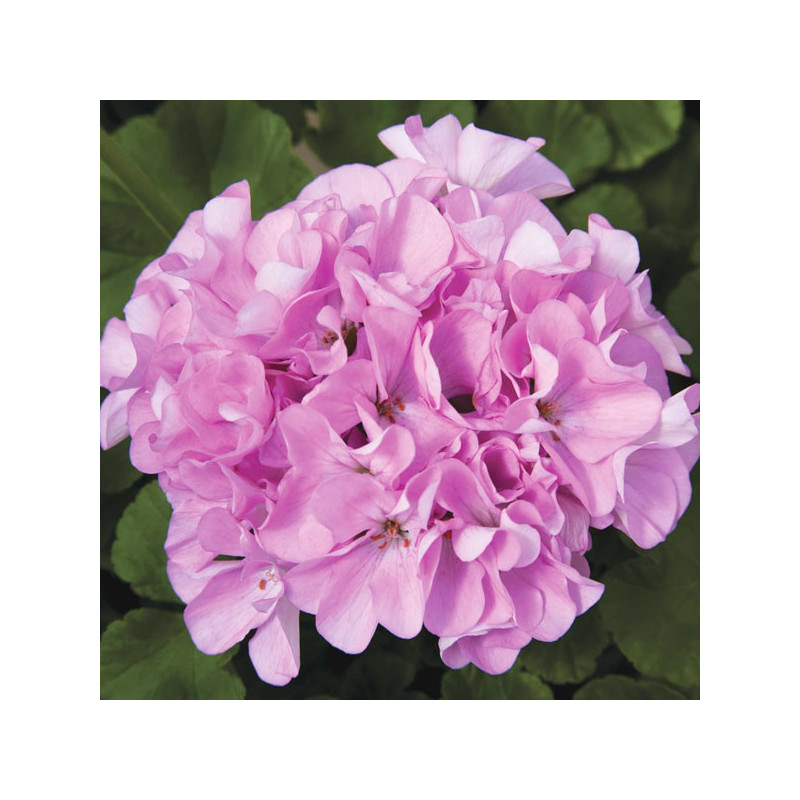  Geranio 100 Semillas Pelargonium x hortorum Maverick Quicksilver, Flor, Maceta, Syngenta Ball Seed 56.779661 Geranio 100 Semill