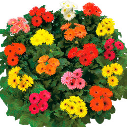  Gerbera 100 Semillas jamesonii Royal Mix Premium, Flor, Macetas, Panamerican Ball Seed 114.40678 Gerbera 100 Semillas jamesonii