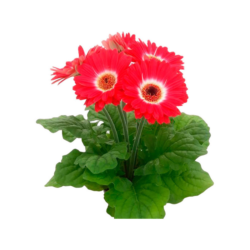  Gerbera 100 Semillas Royal Red Bicolor Dark Eye, Flor, Macetas, Panamerican Ball Seed 114.40678 Gerbera 100 Semillas Royal Red 