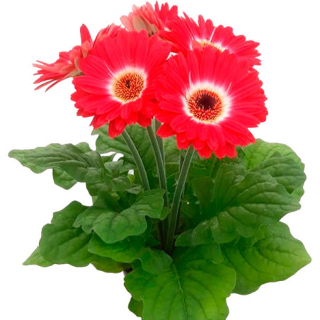  Gerbera 100 Semillas Royal Red Bicolor Dark Eye, Flor, Macetas, Panamerican Ball Seed 114.40678 Gerbera 100 Semillas Royal Red 