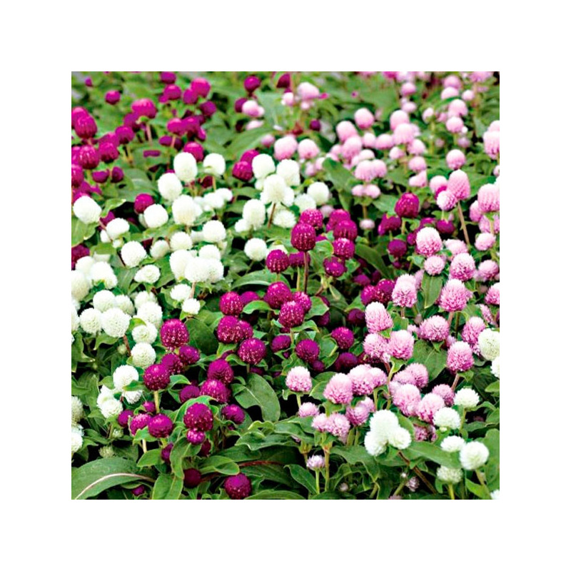  Gomphrena 1000 Semillas globosa Gnome Mix Flor, Maceta, Sakata Ball Seed 68.644068 Gomphrena 1000 Semillas globosa Gnome Mix Fl