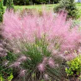  Grass Muhlenbergia 1000 Semillas Reverchonii Rosy, Flor, Perenne, Benary Ball Seed 137.288136 Grass Muhlenbergia 1000 Semillas 