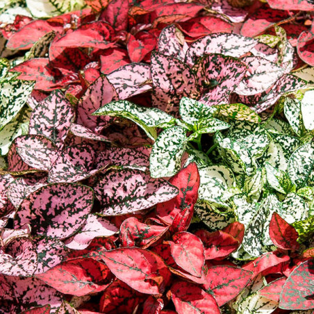  Paleta de Pintor 1000 Semillas Hypoestes phyllostachya Confetti mix, Flor, Maceta, Sakata Ball Seed 97.457627 Paleta de Pintor 