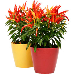  Aji Ornamental 100 Semillas Capsicum annuum Pepper Chilly Chili, Flor, Maceta, Panamerican Ball Seed 57.627119 Aji Ornamental 1