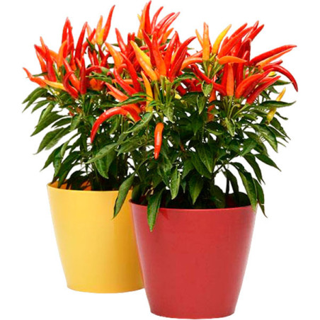  Aji Ornamental 100 Semillas Capsicum annuum Pepper Chilly Chili, Flor, Maceta, Panamerican Ball Seed 57.627119 Aji Ornamental 1