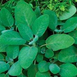  Salvia 1000 Semillas officinalis Hierba Aromatica, Ball Seed 57.627119 Salvia 1000 Semillas officinalis Hierba Aromatica, Ball 