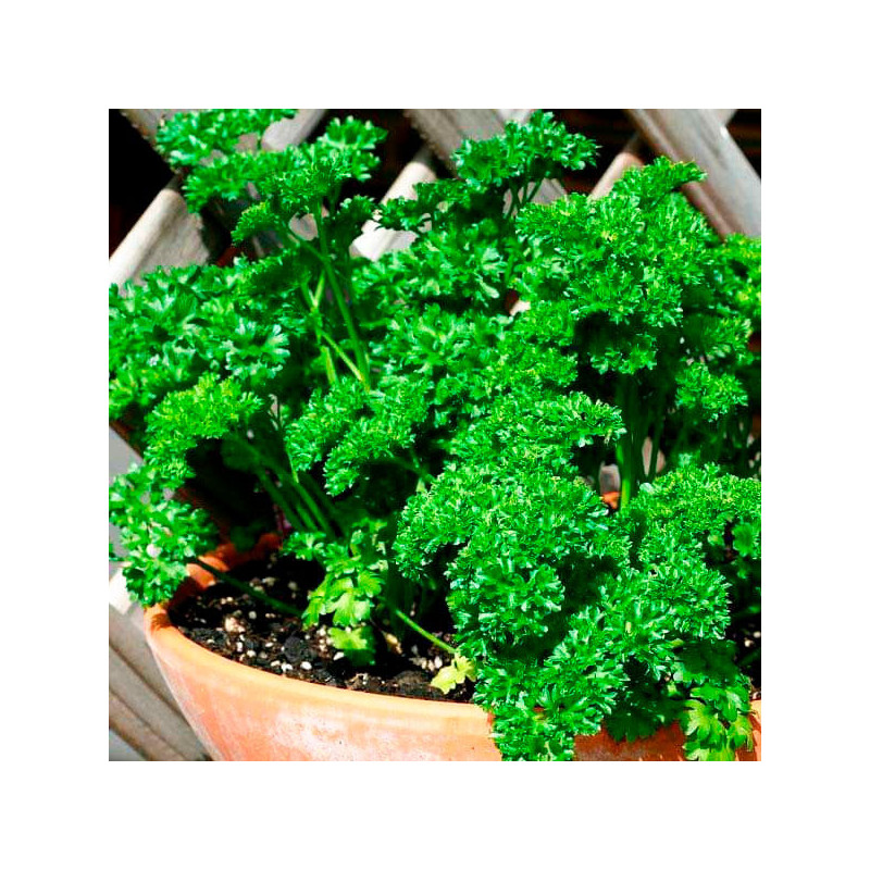  Perejil Crespo 1000 Semillas Petroselinum crispum Parsley Forest Green, Hierba Aromatica, Ball Seed 44.915254 Perejil Crespo 10
