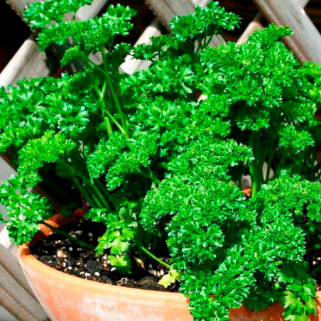  Perejil Crespo 1000 Semillas Petroselinum crispum Parsley Forest Green, Hierba Aromatica, Ball Seed 44.915254 Perejil Crespo 10