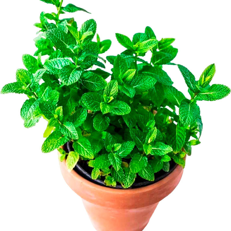  Menta 5000 Semillas Mentha piperita Mint Peppermint, Hierba Aromatica, Ball Seed 88.983051 Menta 5000 Semillas Mentha piperita 