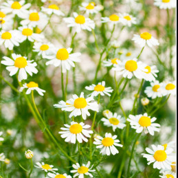  Manzanilla 5000 Semillas Matricaria recutita Chamomile German, Hierba Aromatica, Ball Seed 88 Manzanilla 5000 Semillas Matricar