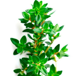  Tomillo 1000 Semillas Thymus vulgaris Thyme Summer, Hierba Aromatica, Ball Seed 53 Tomillo 1000 Semillas Thymus vulgaris Thyme 