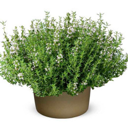  Tomillo 1000 Semillas Thymus vulgaris Thyme Summer, Hierba Aromatica, Ball Seed 44.915254 Tomillo 1000 Semillas Thymus vulgaris