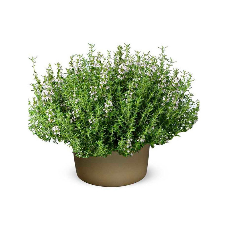  Tomillo 1000 Semillas Thymus vulgaris Thyme Summer, Hierba Aromatica, Ball Seed 53 Tomillo 1000 Semillas Thymus vulgaris Thyme 