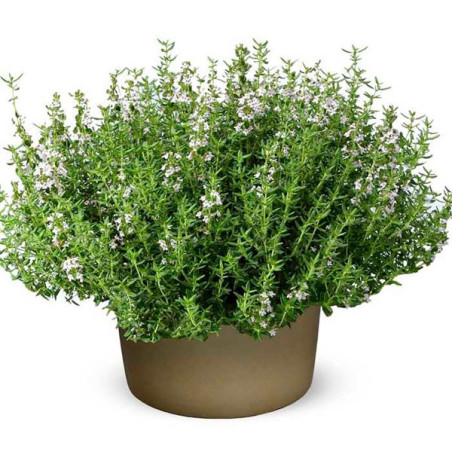  Tomillo 1000 Semillas Thymus vulgaris Thyme Summer, Hierba Aromatica, Ball Seed 53 Tomillo 1000 Semillas Thymus vulgaris Thyme 