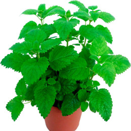  Toronjil 5000 Semillas Melissa officinalis Lemon Balm, Hierba Aromatica, Ball Seed 176 Toronjil 5000 Semillas Melissa officinal