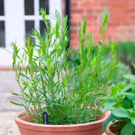 Estragon 5000 Semillas Artemisia dracunculus Tarragon Russian, Hierba Aromatica, Ball Seed FLOWER SEEDS-Estragon 5000 Semillas A
