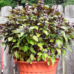  Albahaca Canela 1000 Semillas Ocimum basilicum Basil Cinnamon, Hierba Aromatica, Ball Seed 44.915254 Albahaca Canela 1000 Semil