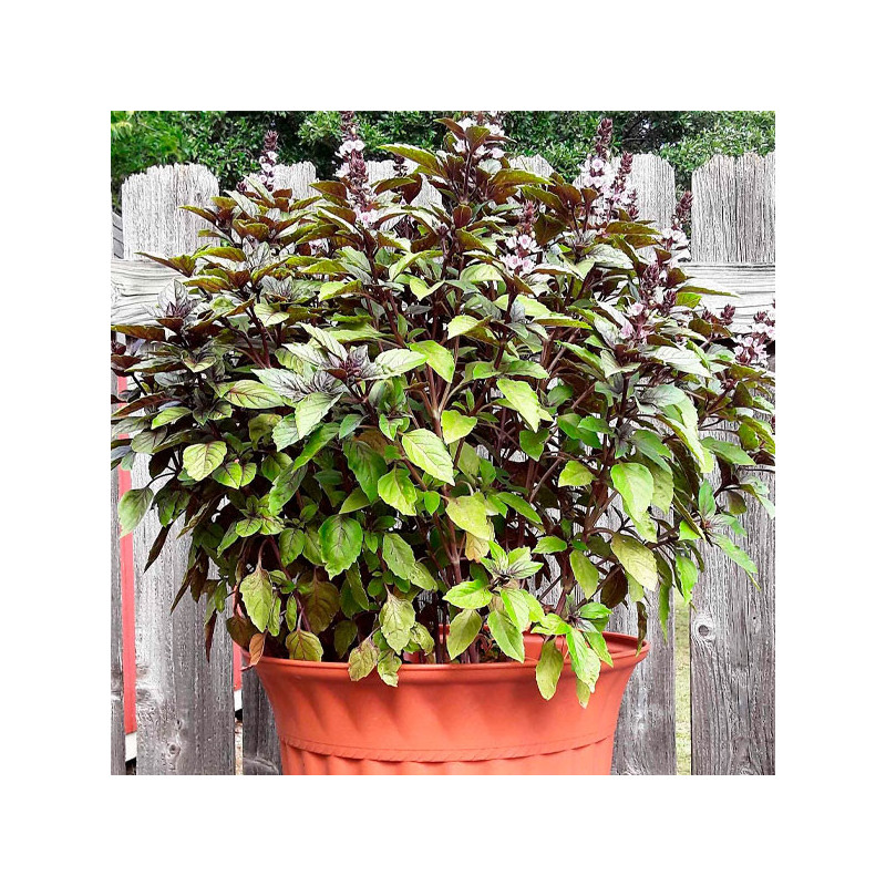  Albahaca Canela 1000 Semillas Ocimum basilicum Basil Cinnamon, Hierba Aromatica, Ball Seed 44.915254 Albahaca Canela 1000 Semil