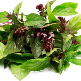  Albahaca Canela 1000 Semillas Ocimum basilicum Basil Cinnamon, Hierba Aromatica, Ball Seed 44.915254 Albahaca Canela 1000 Semil