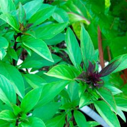  Albahaca Tailandesa 1000 Semillas Ocimum basilicum Basil Thai, Hierba Aromatica, Ball Seed 44.915254 Albahaca Tailandesa 1000 S