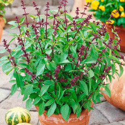  Albahaca Tailandesa 1000 Semillas Ocimum basilicum Basil Thai, Hierba Aromatica, Ball Seed 44.915254 Albahaca Tailandesa 1000 S