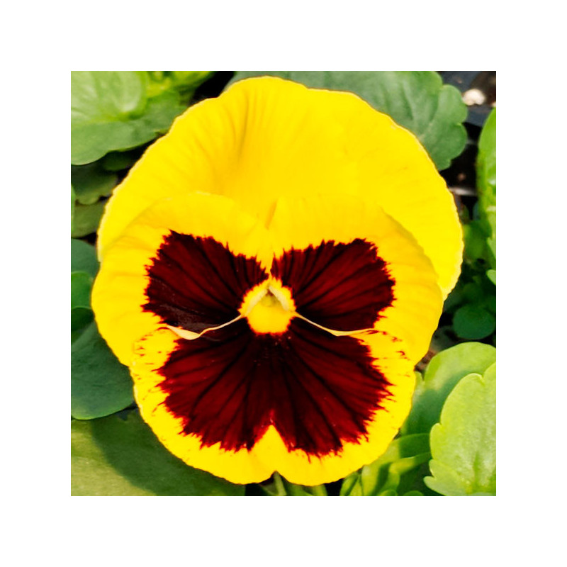  Pensamiento 1000 Semillas Viola wittrockiana Pansy Inspire Deluxxe Yellow Blotch, Flor, Maceta, Panamerican 137.288136 Pensamie