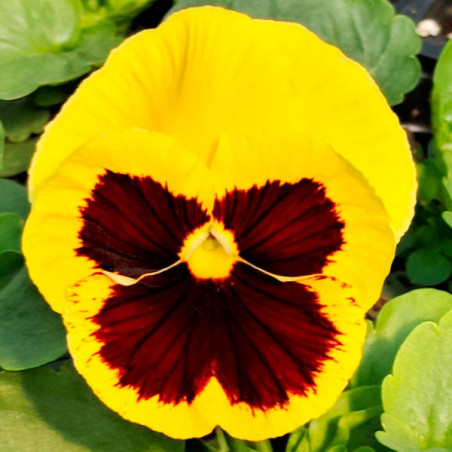  Pensamiento 1000 Semillas Viola wittrockiana Pansy Inspire Deluxxe Yellow Blotch, Flor, Maceta, Panamerican 137.288136 Pensamie