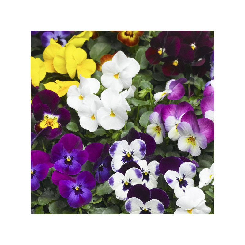  Pensamiento 1000 Semillas Viola cornuta Pansy Cornuta Deltini Mix, Flor, Maceta, Syngenta 114.40678 Pensamiento 1000 Semillas V