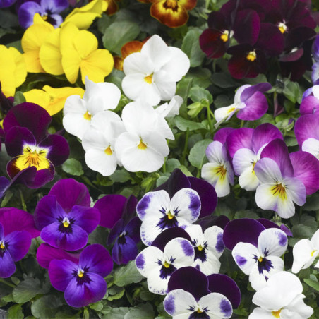  Pensamiento 1000 Semillas Viola cornuta Pansy Cornuta Deltini Mix, Flor, Maceta, Syngenta 114.40678 Pensamiento 1000 Semillas V