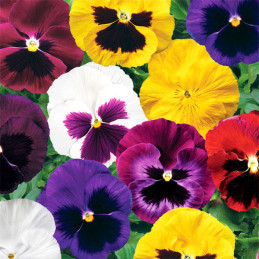  Pensamiento 1000 Semillas Viola cornuta Pansy Colossus All Colors Mix, Flor, Maceta, Syngenta 162 Pensamiento 1000 Semillas Vio
