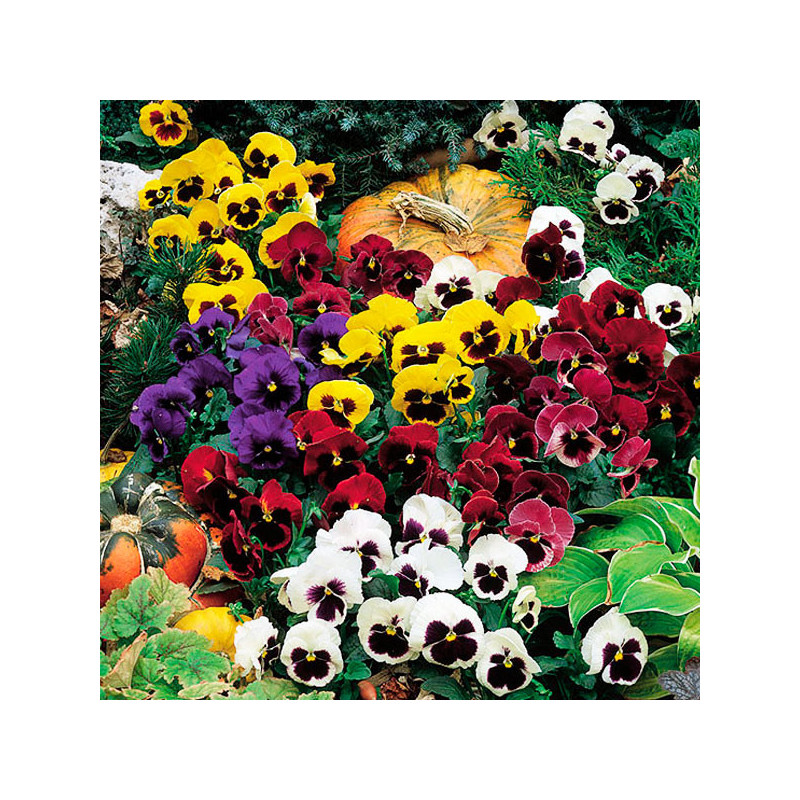  Pensamiento 1000 Semillas Viola cornuta Pansy Colossus All Colors Mix, Flor, Maceta, Syngenta 162 Pensamiento 1000 Semillas Vio