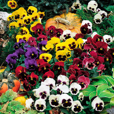  Pensamiento 1000 Semillas Viola cornuta Pansy Colossus All Colors Mix, Flor, Maceta, Syngenta 162 Pensamiento 1000 Semillas Vio