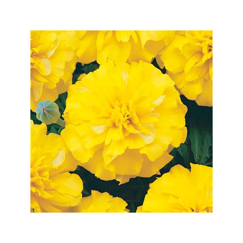  Marigold 1000 Semillas Tagetes patula Bonanza Yellow, Flor, Maceta, Panamerican Ball Seed 68.644068 Marigold 1000 Semillas Tage