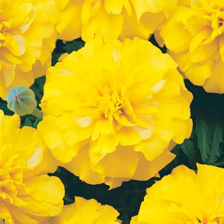  Marigold 1000 Semillas Tagetes patula Bonanza Yellow, Flor, Maceta, Panamerican Ball Seed 68.644068 Marigold 1000 Semillas Tage