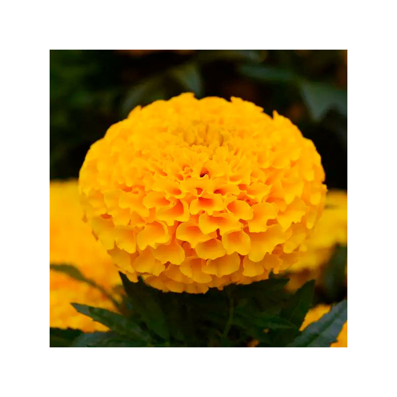  Marigold 1000 Semillas Tagetes erecta Taishan Gold, Flor, Maceta, Panamerican 157.627119 Marigold 1000 Semillas Tagetes erecta 